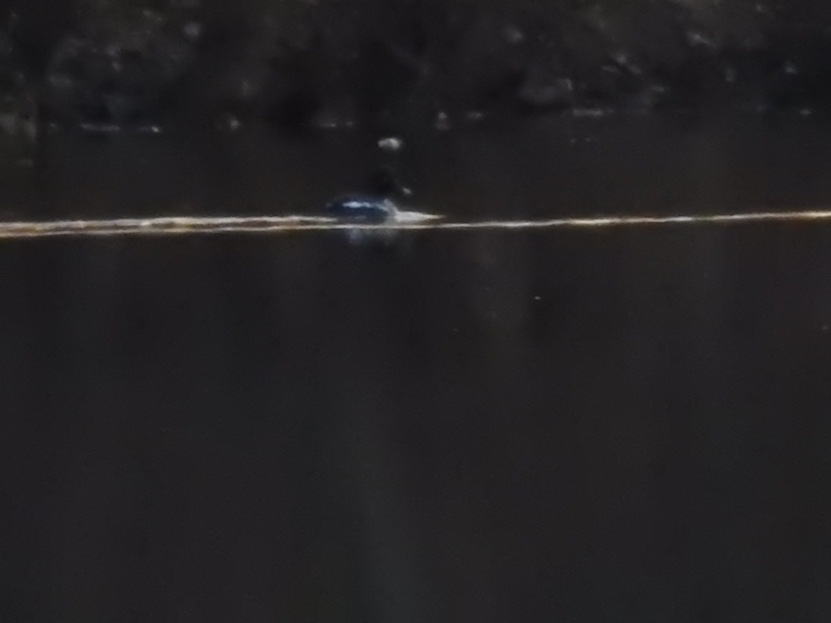 Common Goldeneye - ML168426321