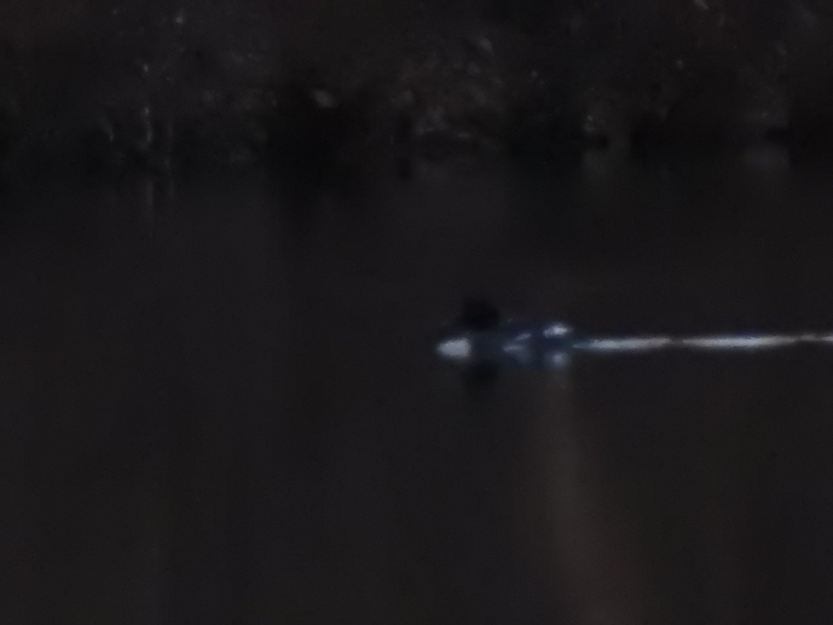 Common Goldeneye - ML168426331