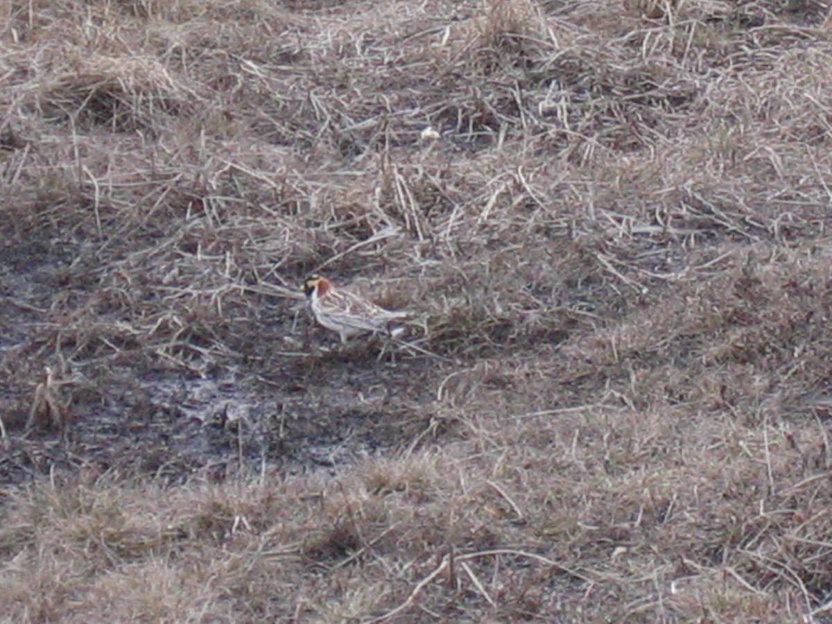 Lapland Longspur - ML168427671