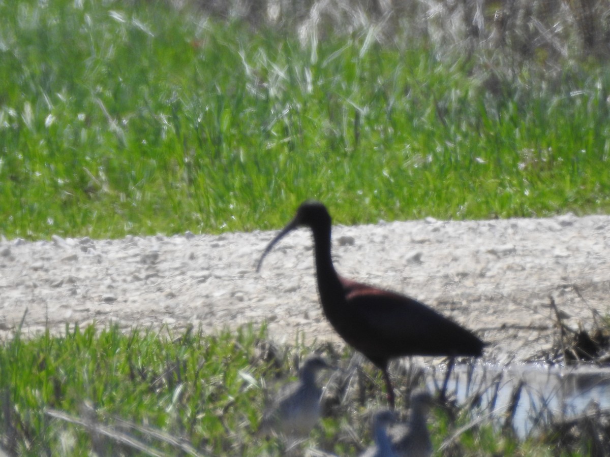 White-faced Ibis - Heath Harlan
