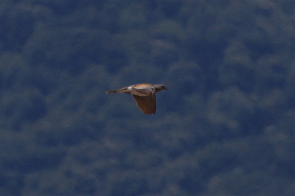 European Turtle-Dove - ML168429311