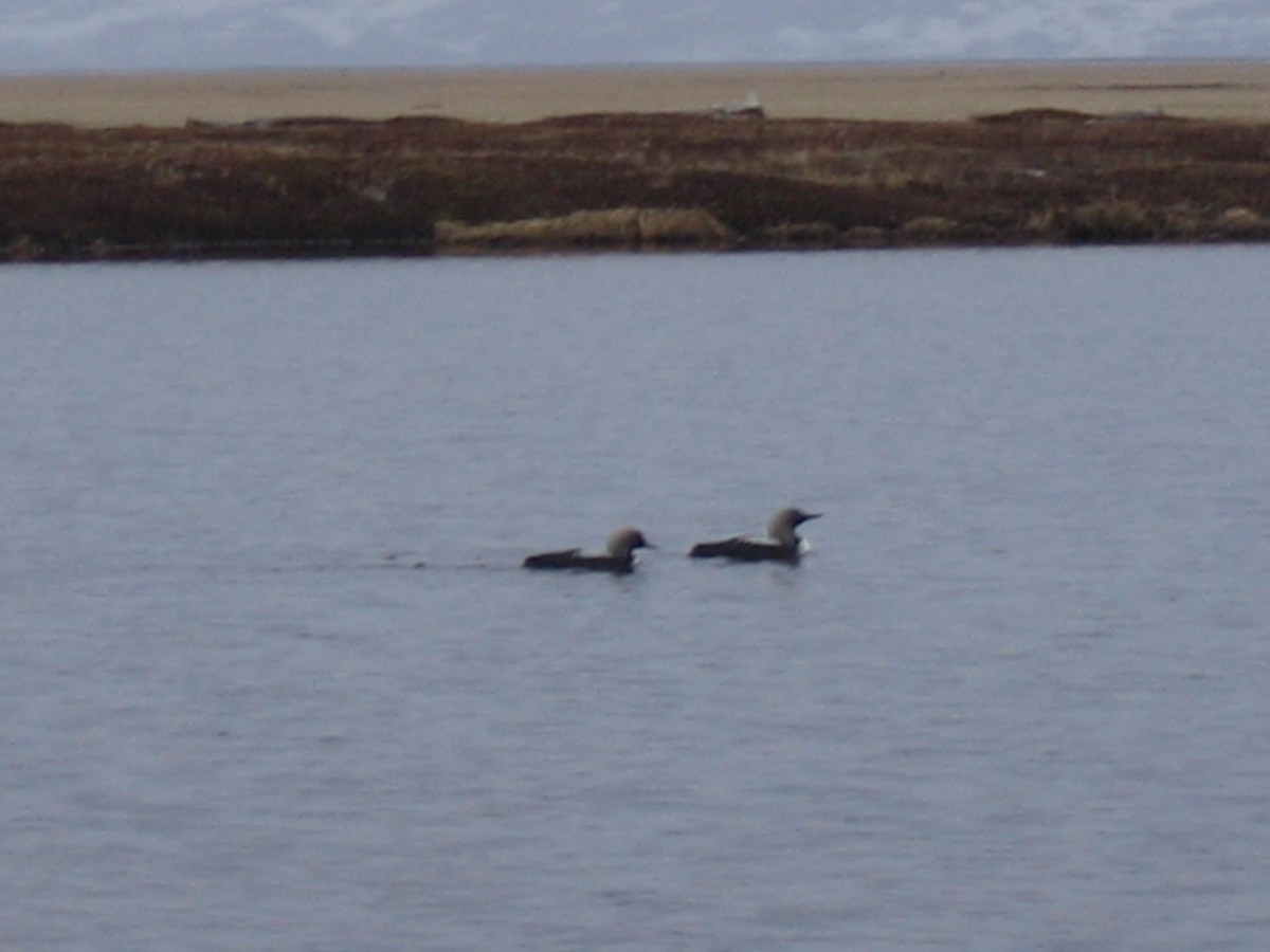 Pacific Loon - ML168431271