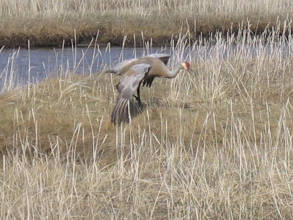 Sandhill Crane - Michelle Sopoliga