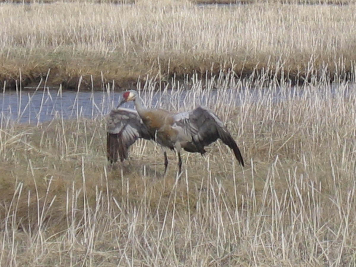 Sandhill Crane - ML168431721