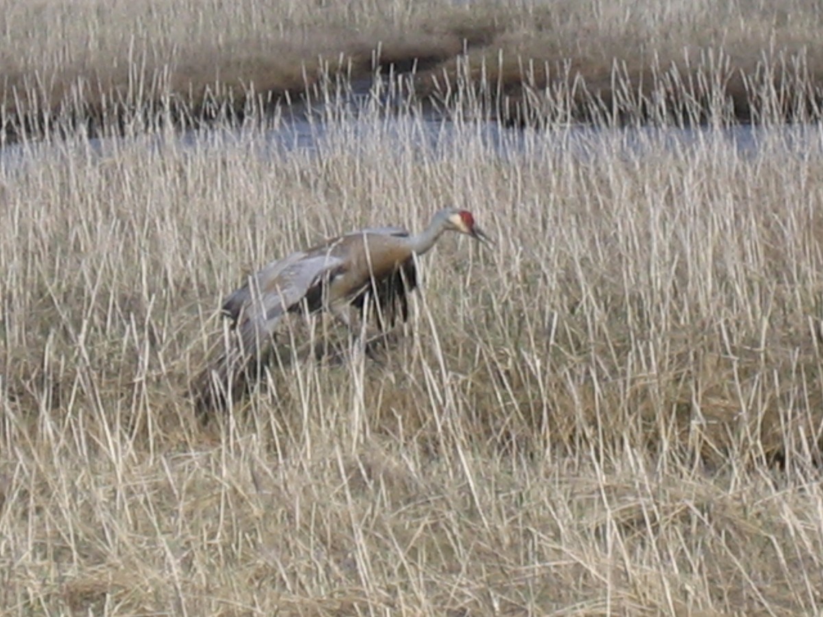 Grulla Canadiense - ML168431731