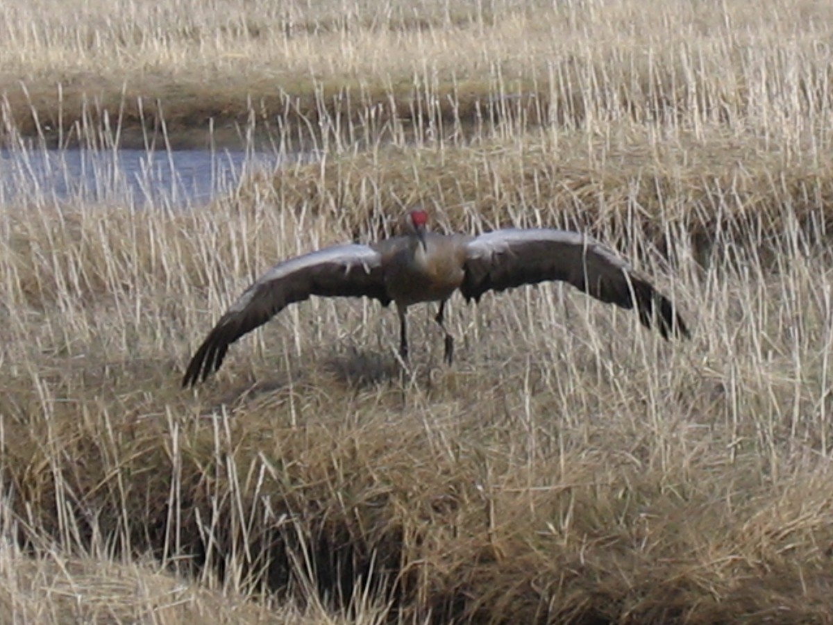 Sandhill Crane - ML168431741