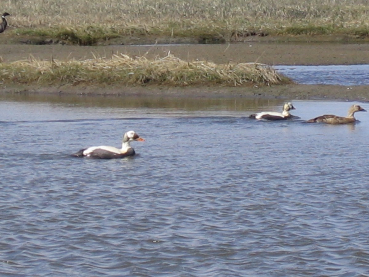 Spectacled Eider - ML168431801