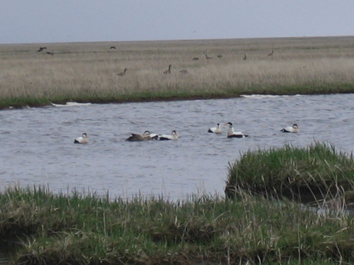 Common Eider - ML168431831