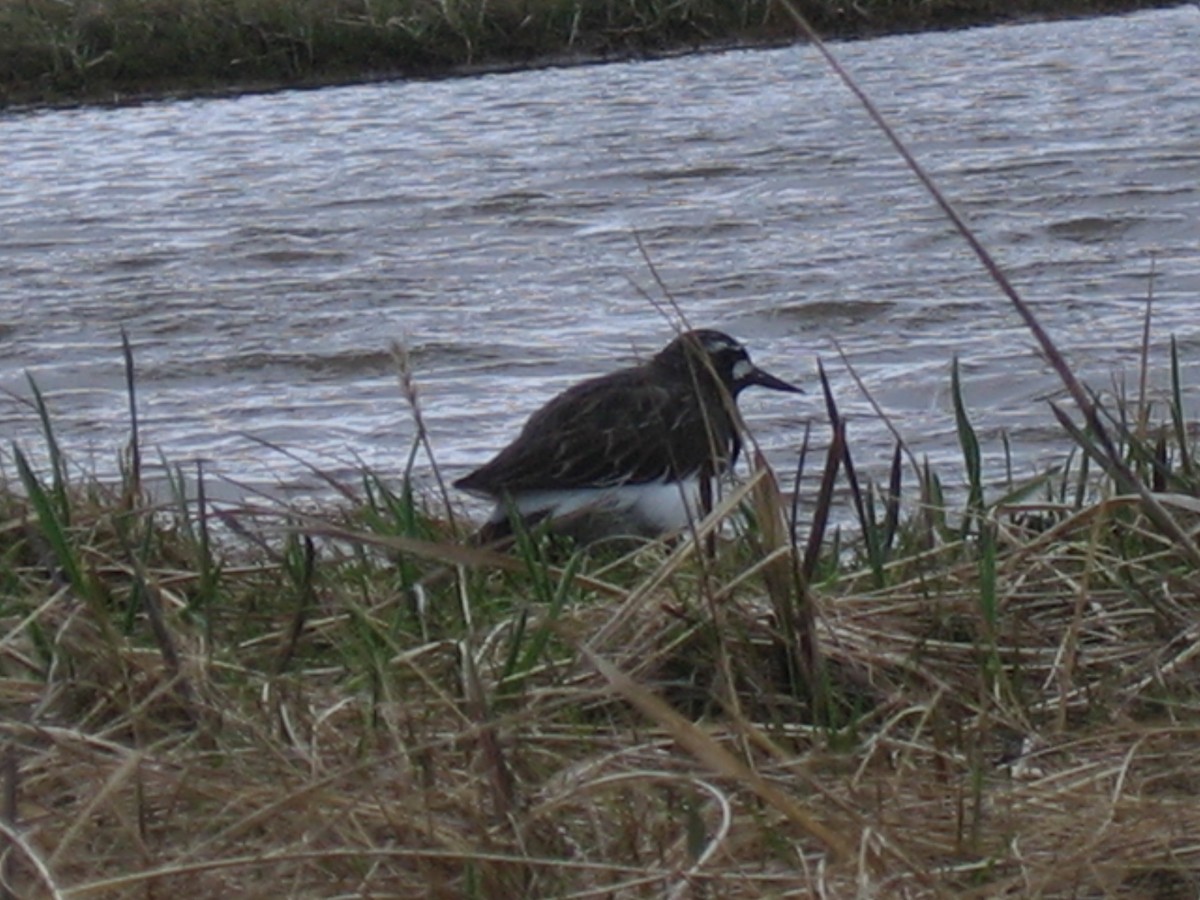 Black Turnstone - ML168431861