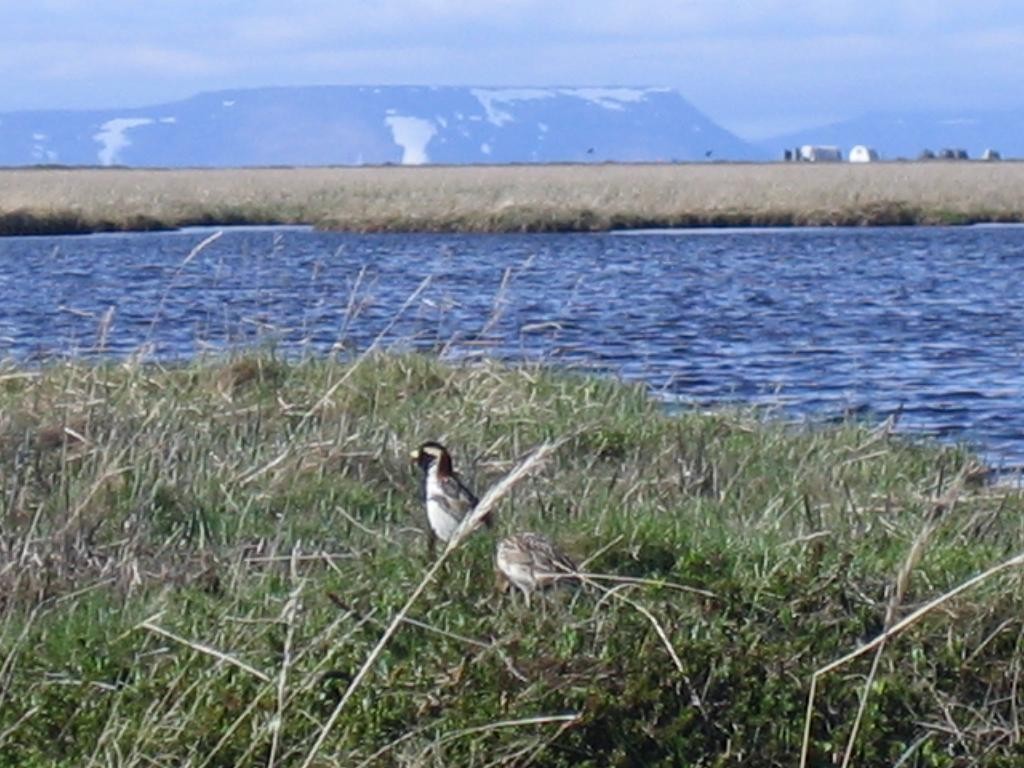 Lapland Longspur - ML168431941