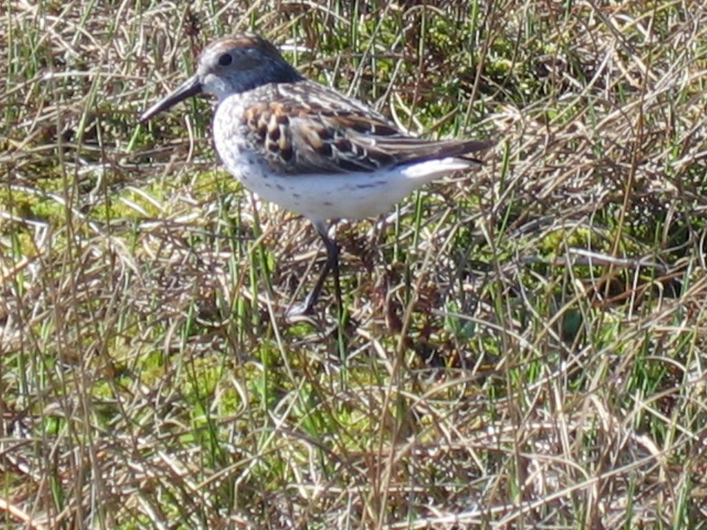 Bergstrandläufer - ML168432001