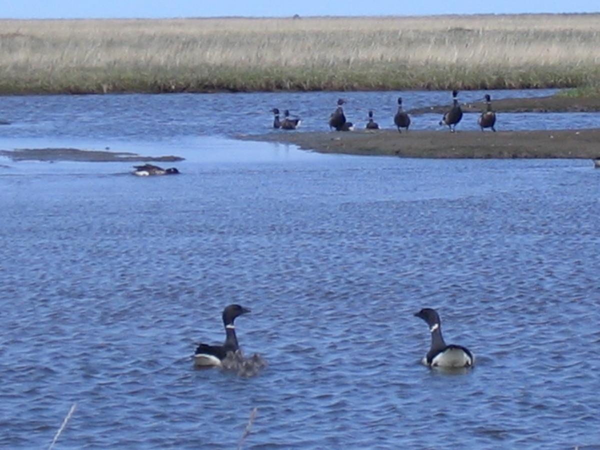 Brant - ML168432091