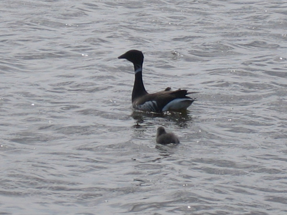 Brant - ML168432101