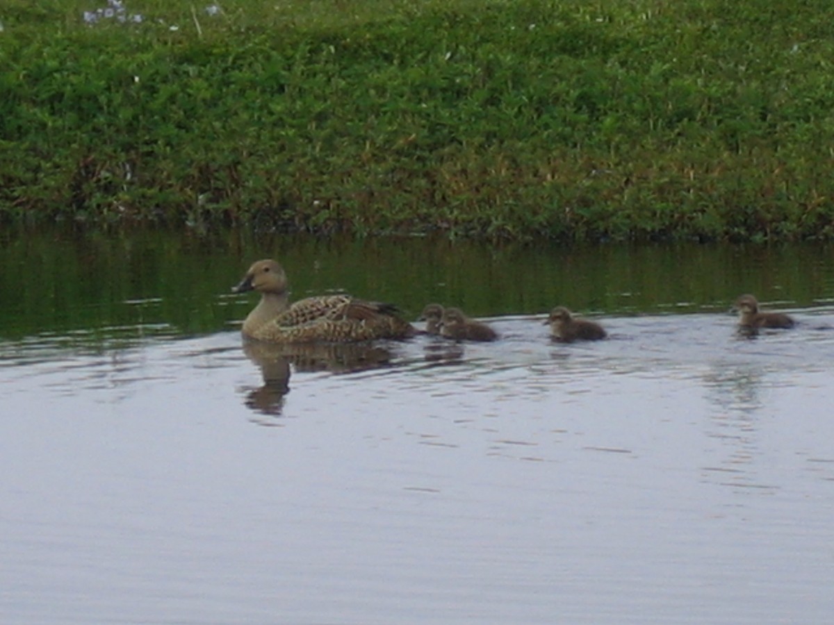 Eider à tête grise - ML168432111