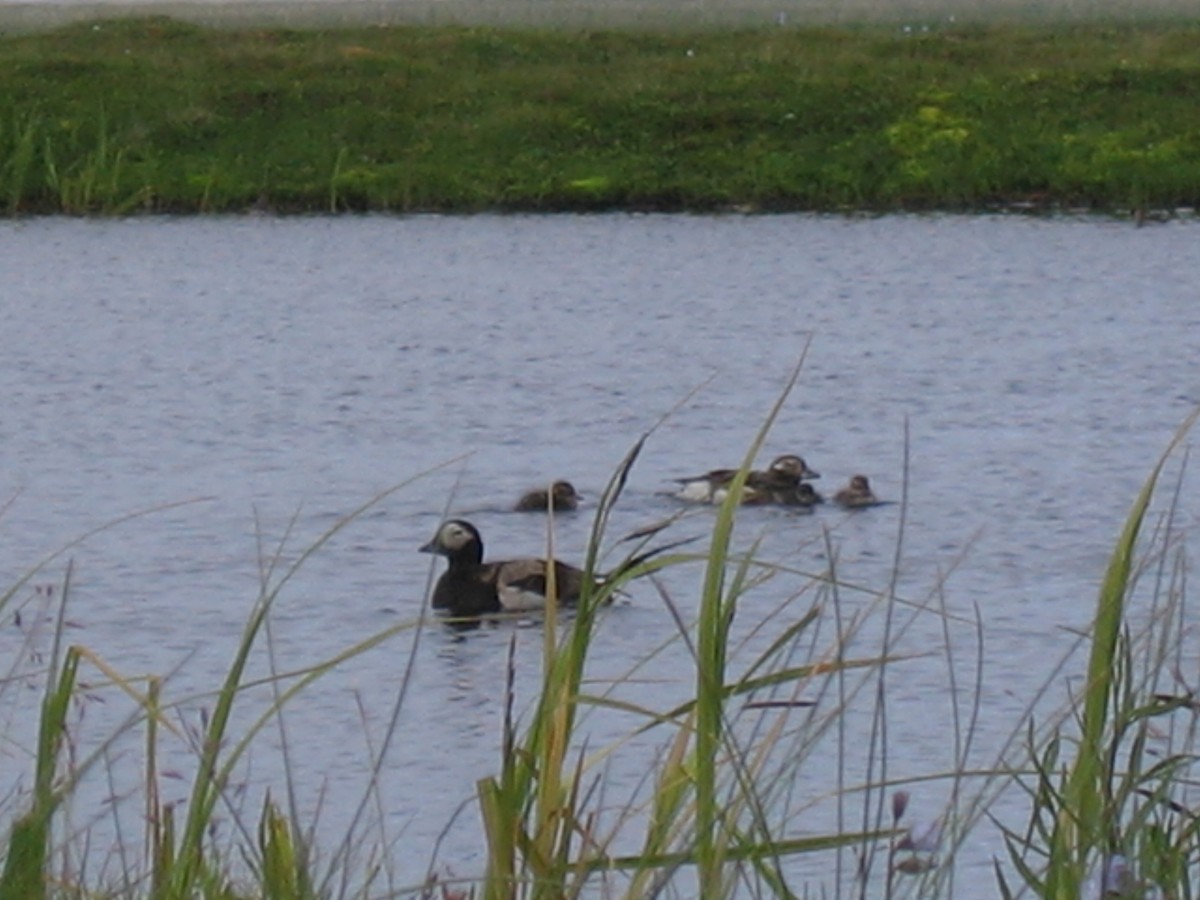 Long-tailed Duck - ML168432221