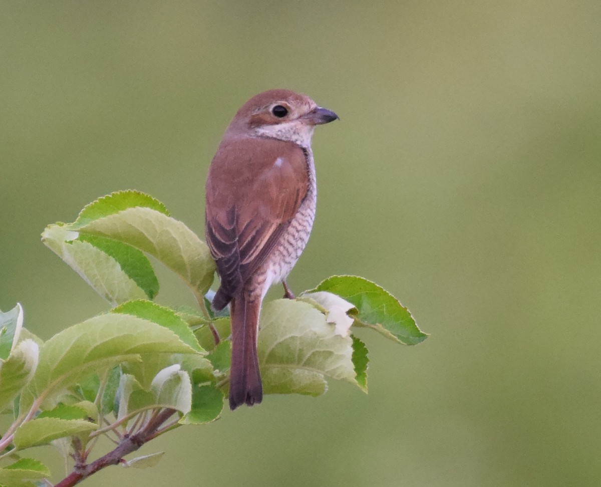 Red-backed Shrike - A Emmerson