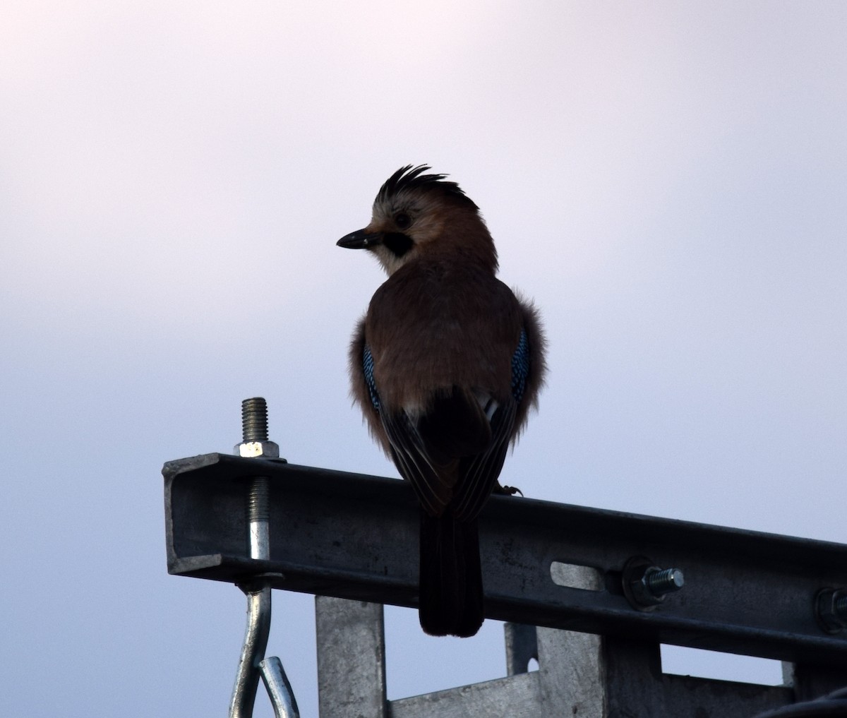 Eurasian Jay (Black-capped) - A Emmerson