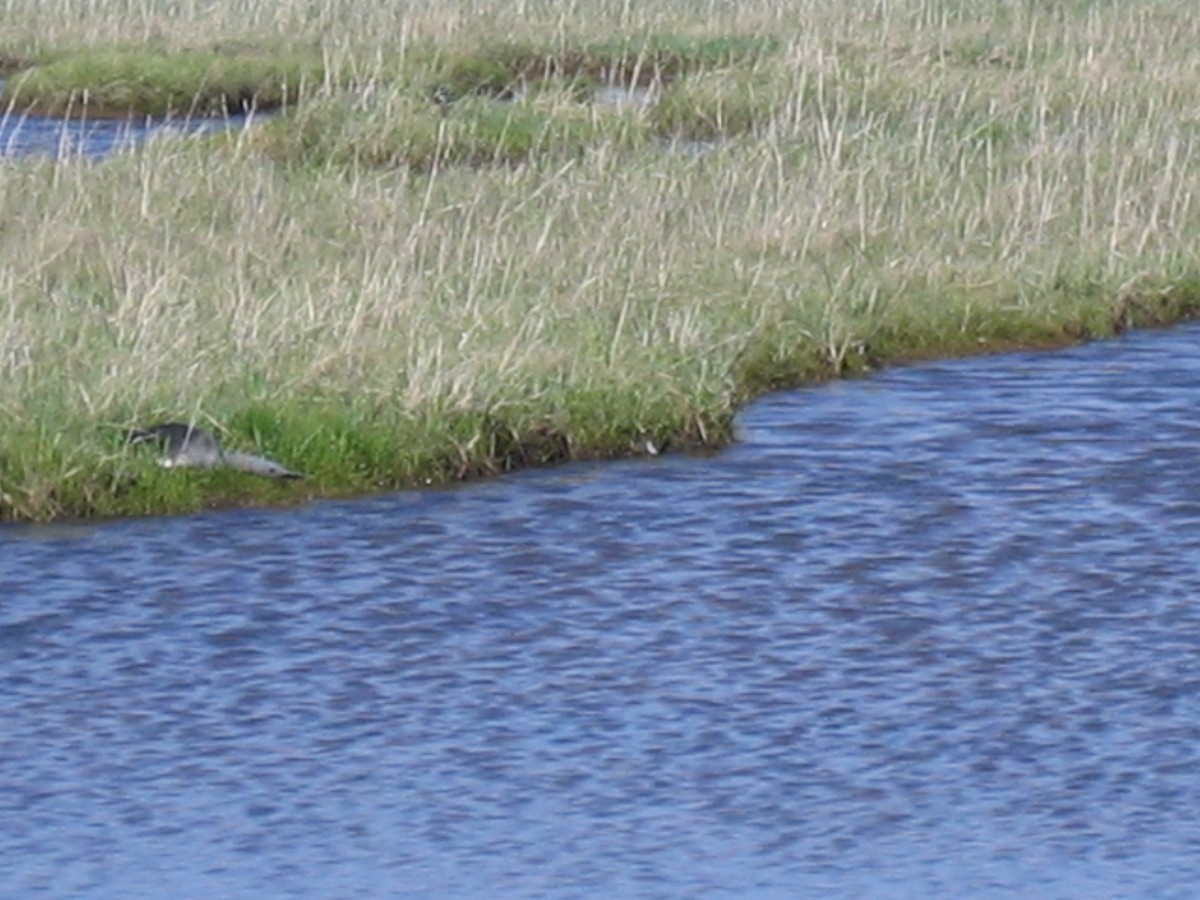 Red-throated Loon - ML168432741