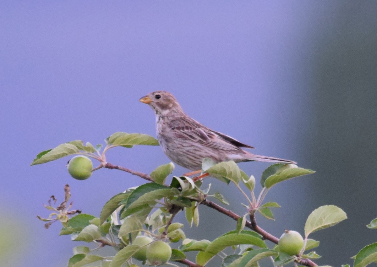 Corn Bunting - A Emmerson