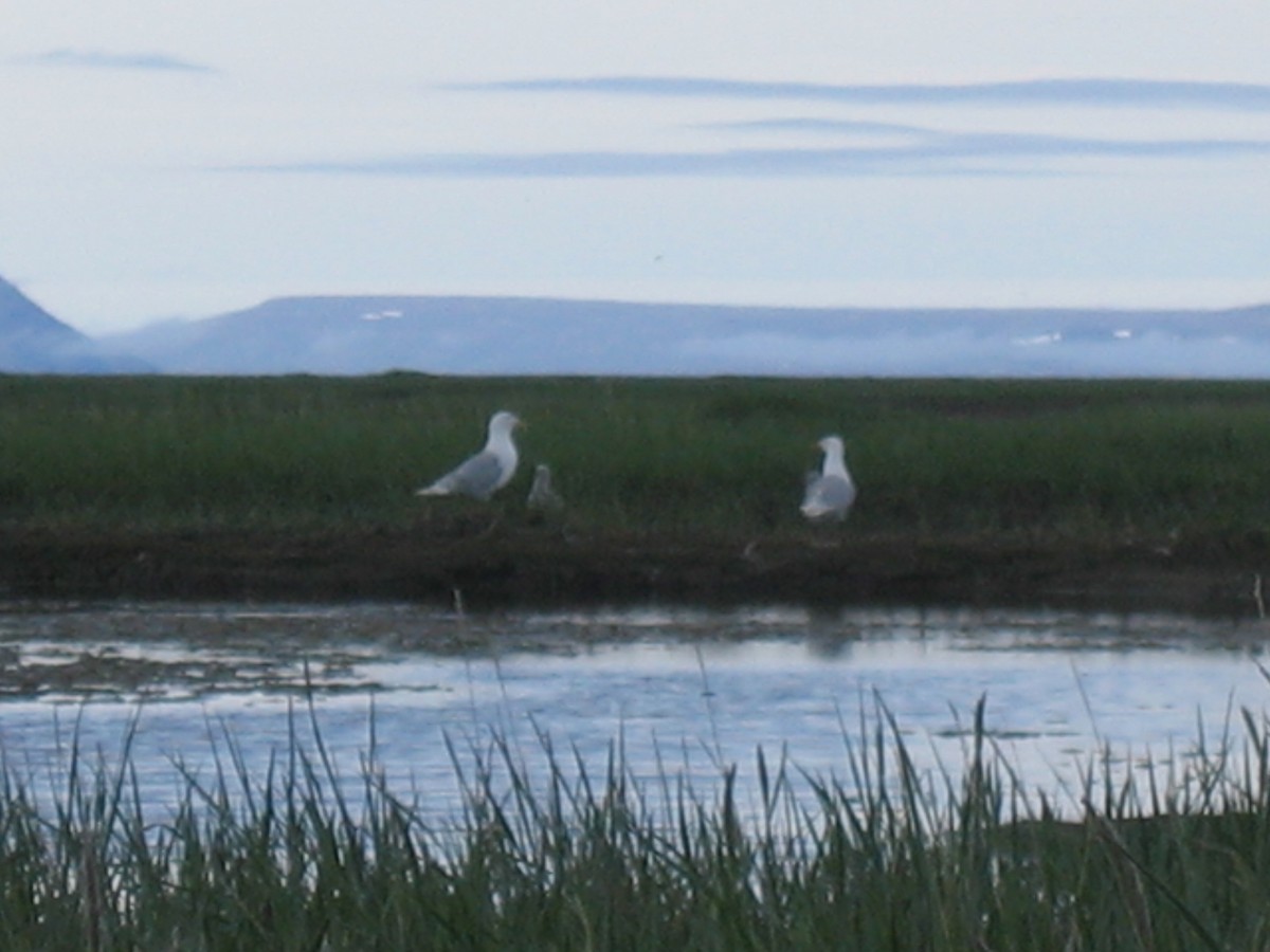 Glaucous-winged Gull - ML168432841