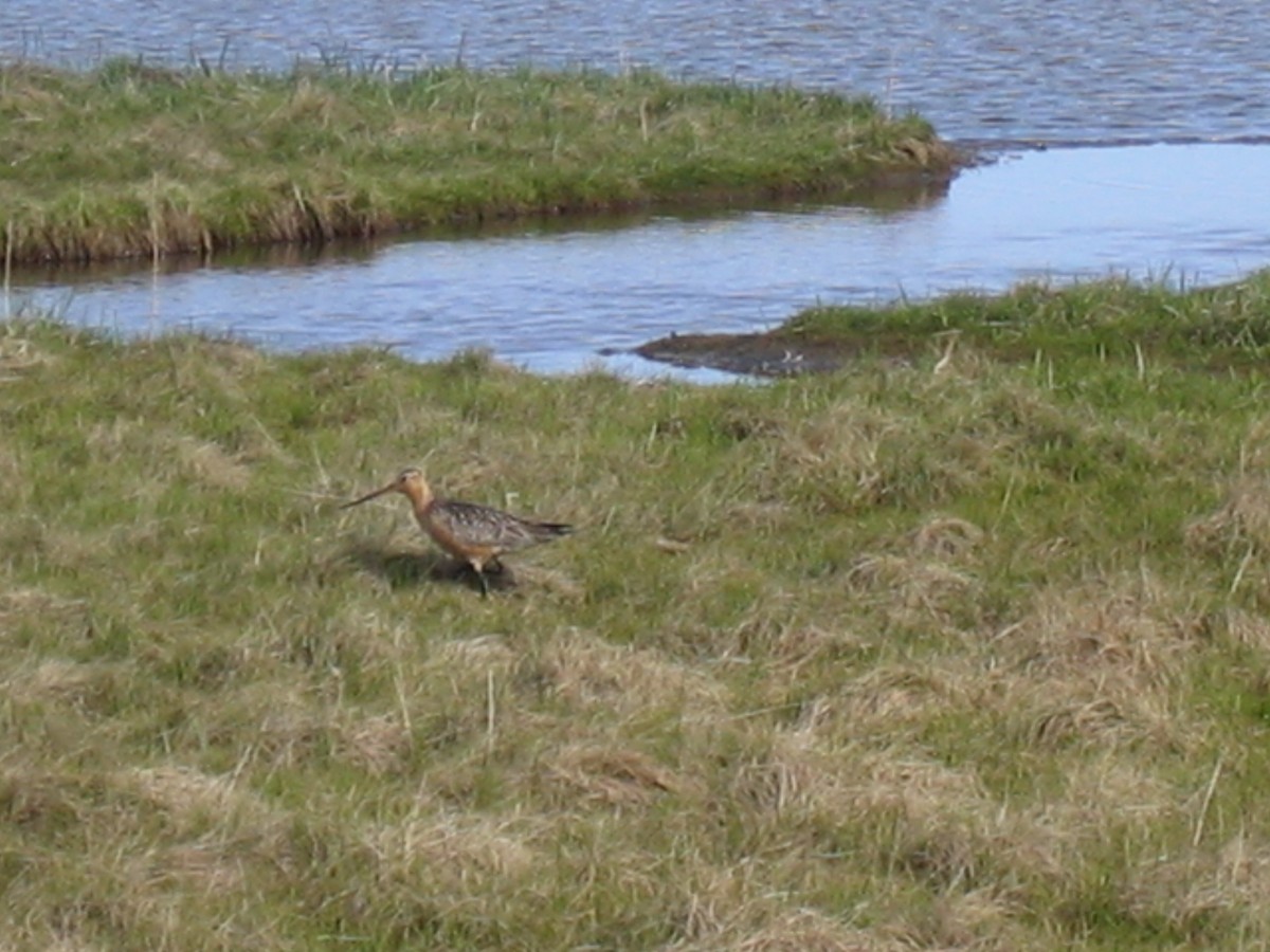 Bar-tailed Godwit - ML168432851