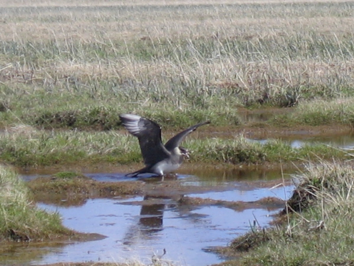 Pomarine Jaeger - ML168432881