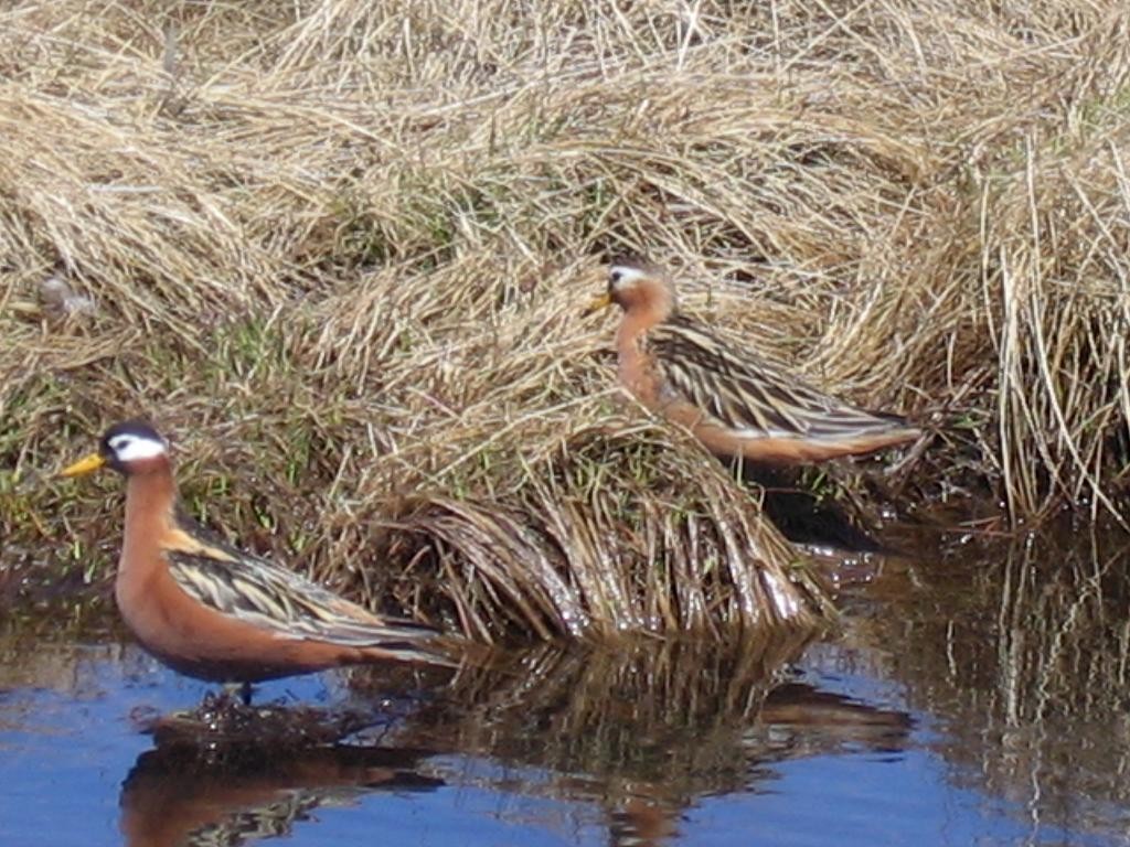 polarsvømmesnipe - ML168432951