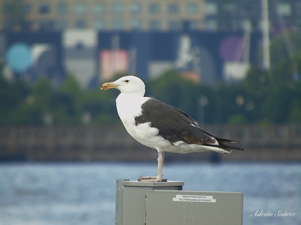 Great Black-backed Gull - Adrián Suárez Rozada