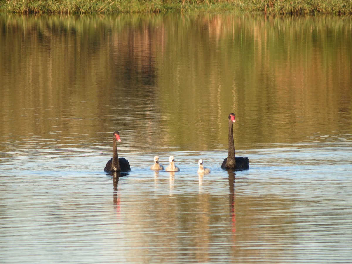 Black Swan - Frank Burch
