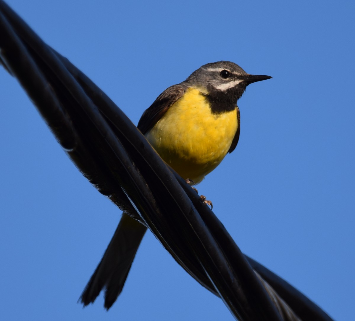 Gray Wagtail - A Emmerson