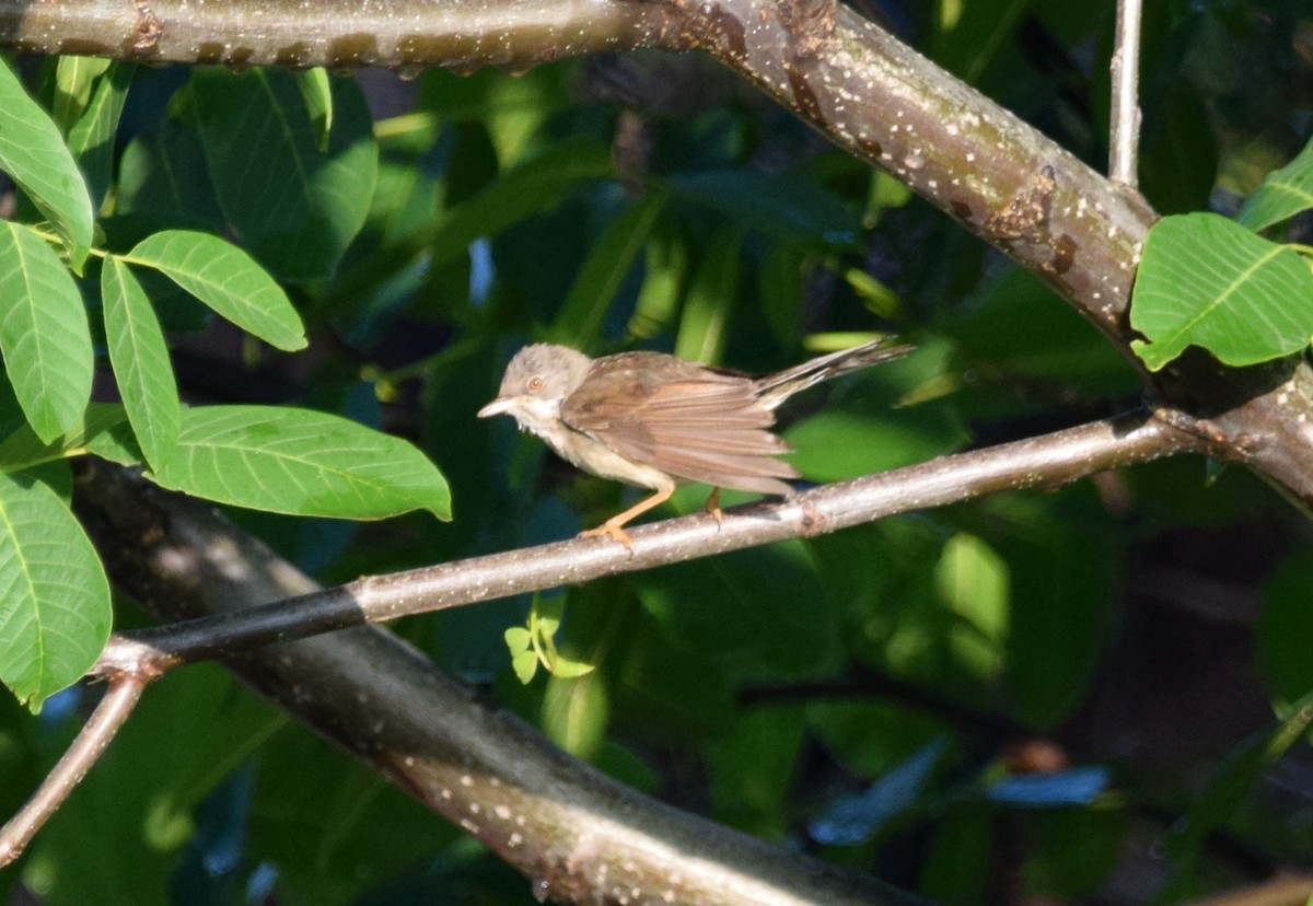 Greater Whitethroat - A Emmerson