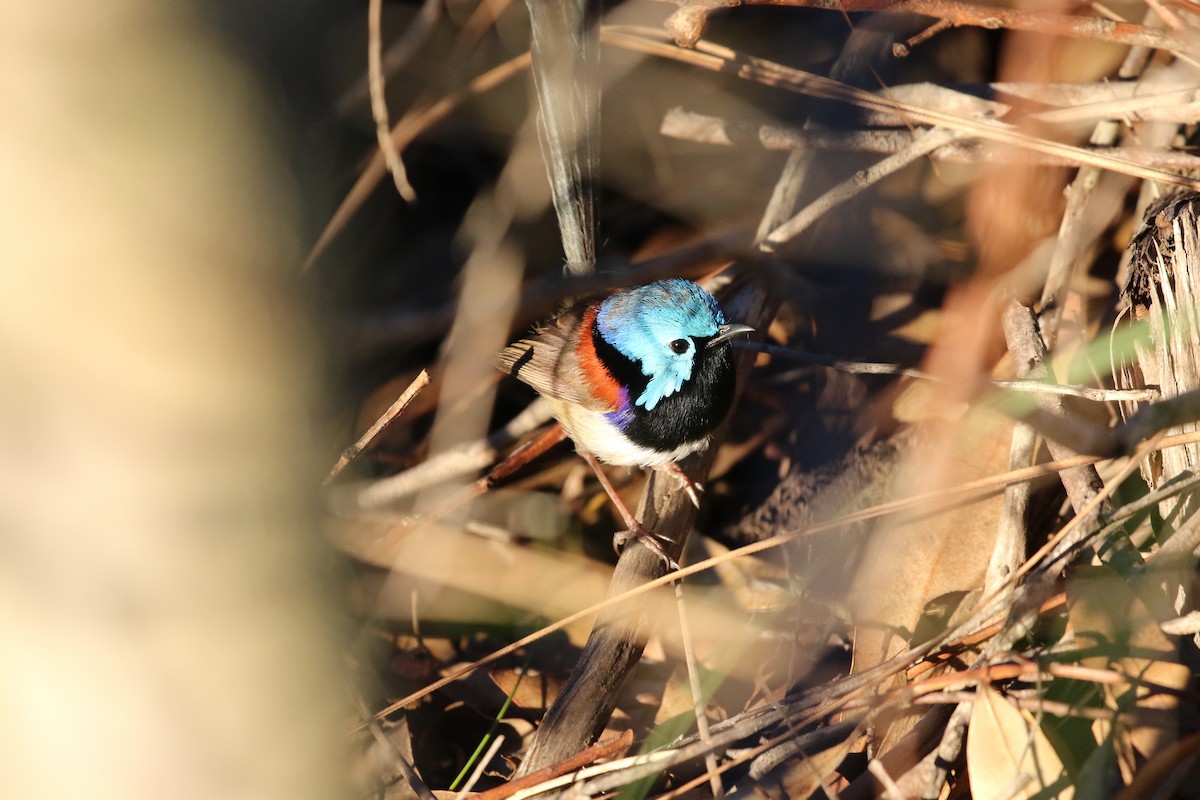 Variegated Fairywren - Martin Allen