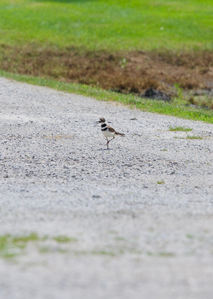 Killdeer - ML168435971