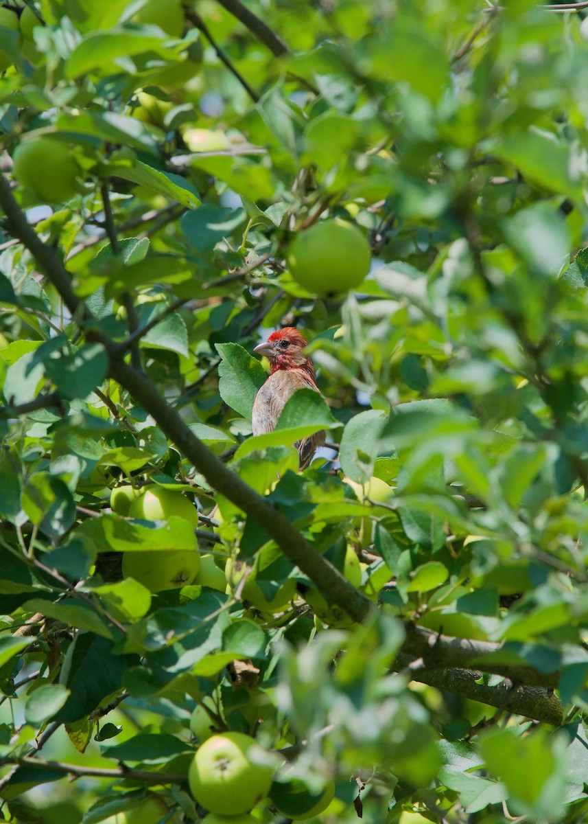 House Finch - ML168435981