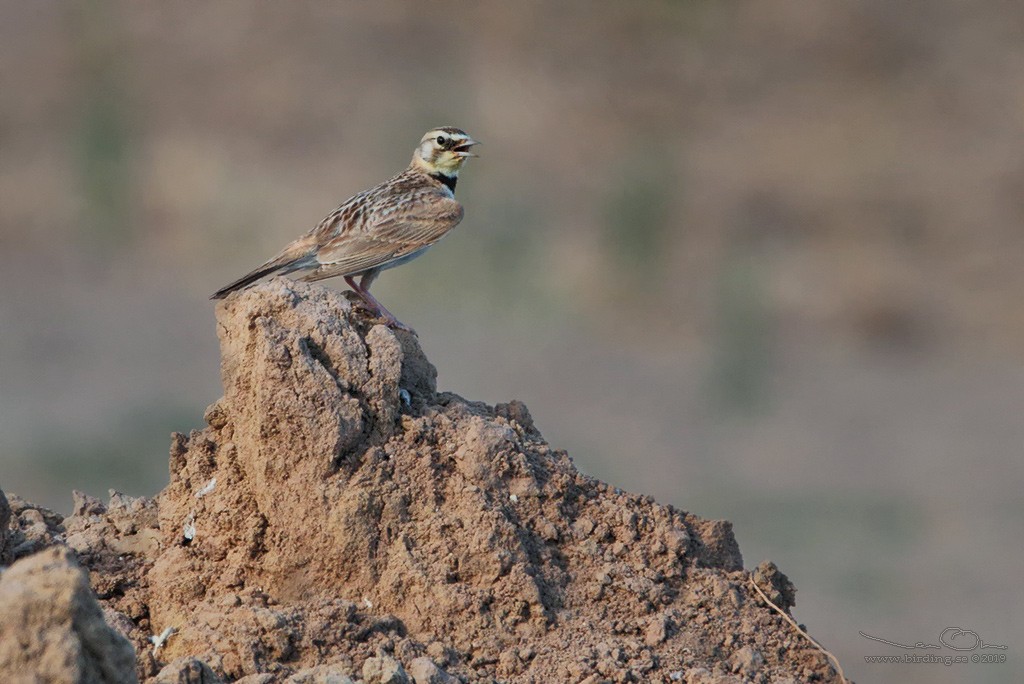 Horned Lark - ML168436061