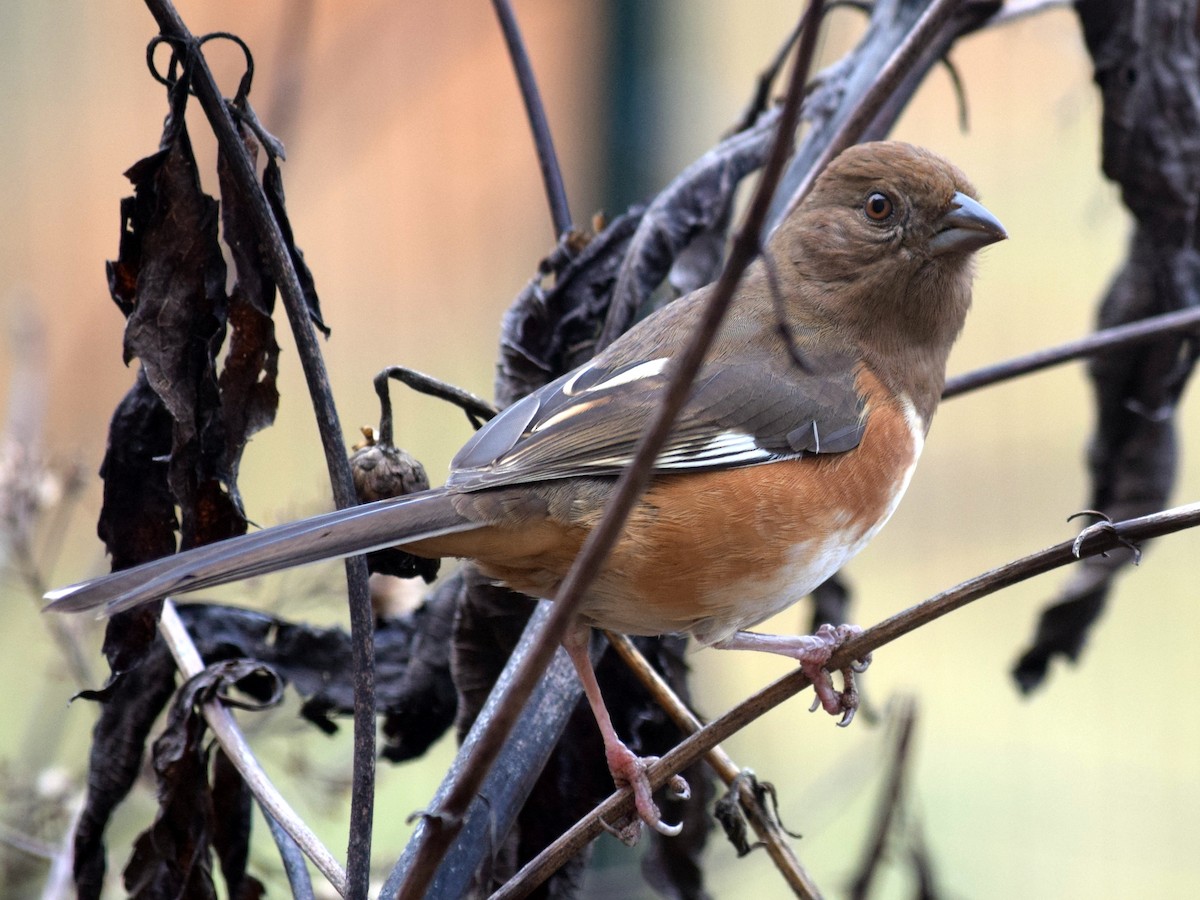 Eastern Towhee - Kate Lowry