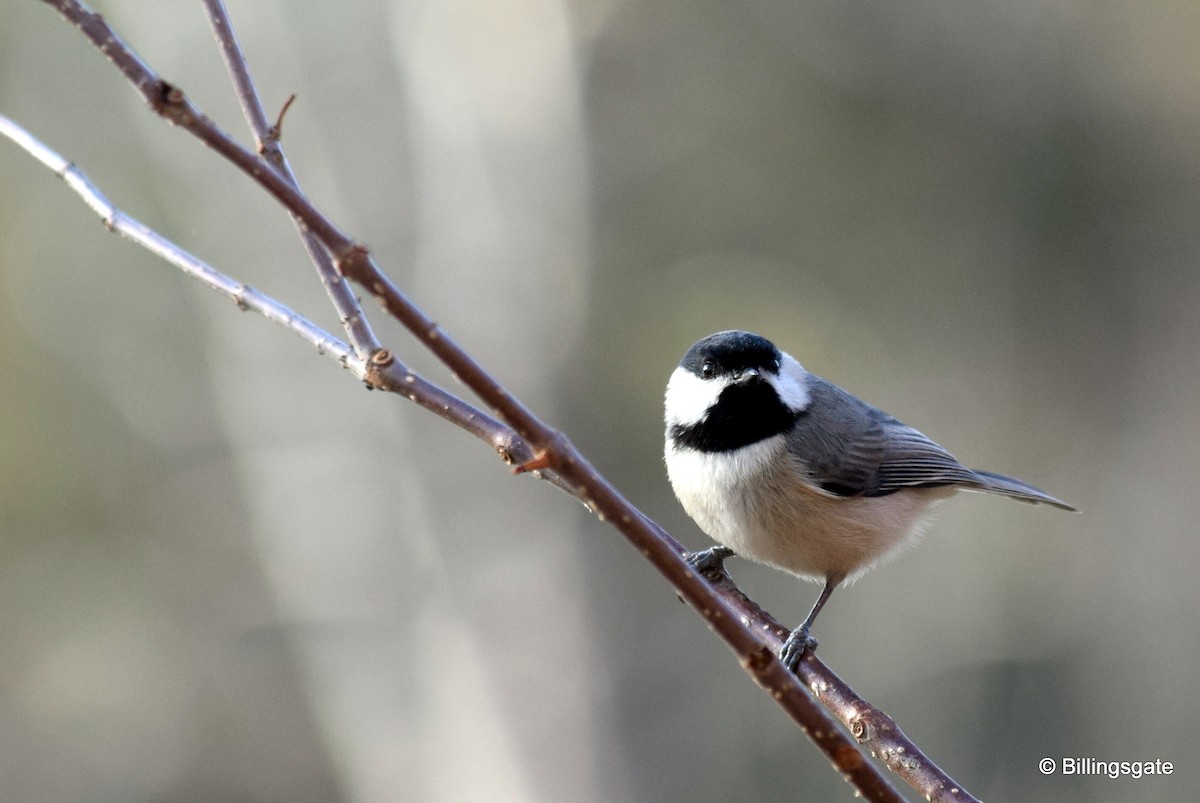 Carolina Chickadee - Kate Lowry