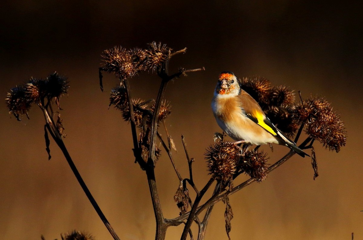 European Goldfinch - Kari Varpenius