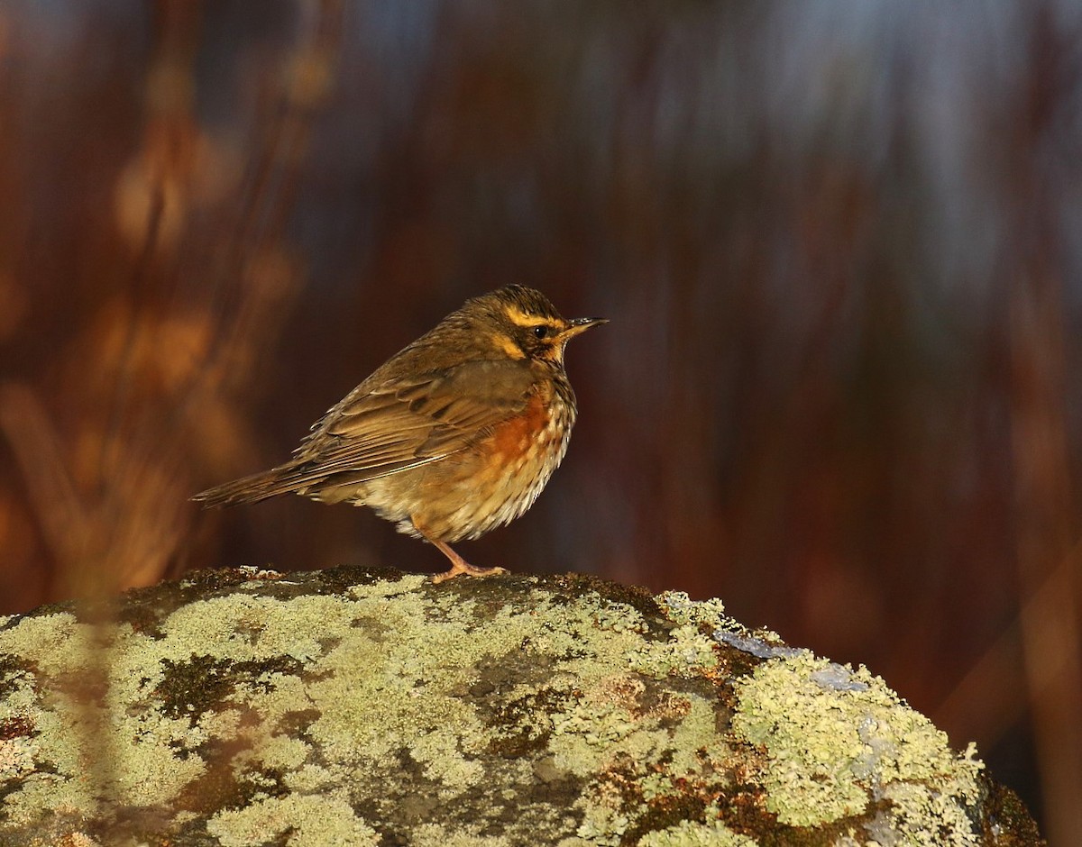 Redwing - Kari Varpenius