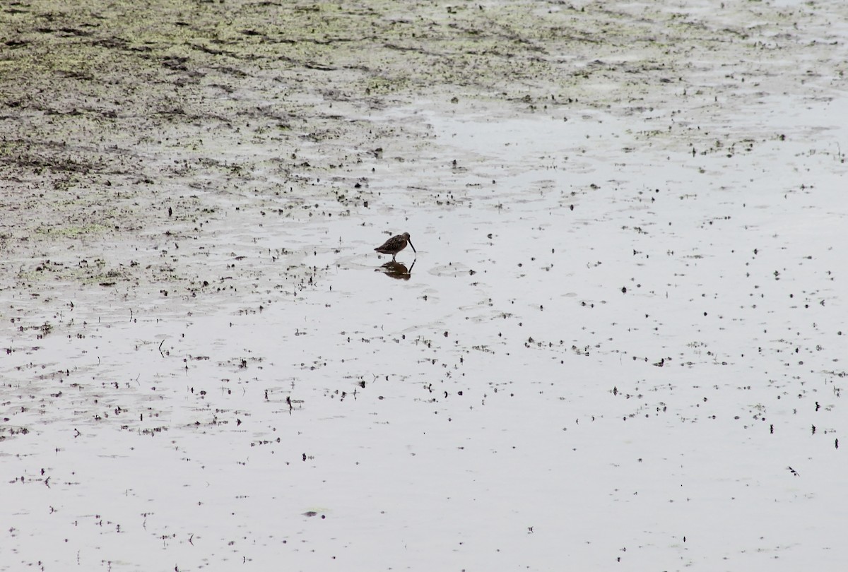 Short-billed Dowitcher - ML168442311