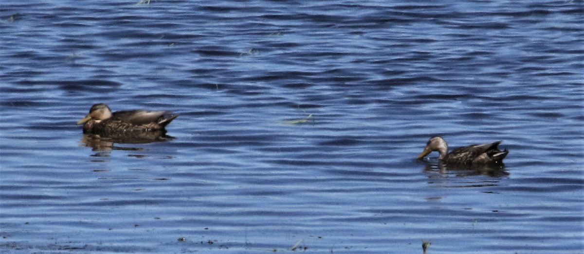 Mallard x Mexican Duck (hybrid) - ML168442561