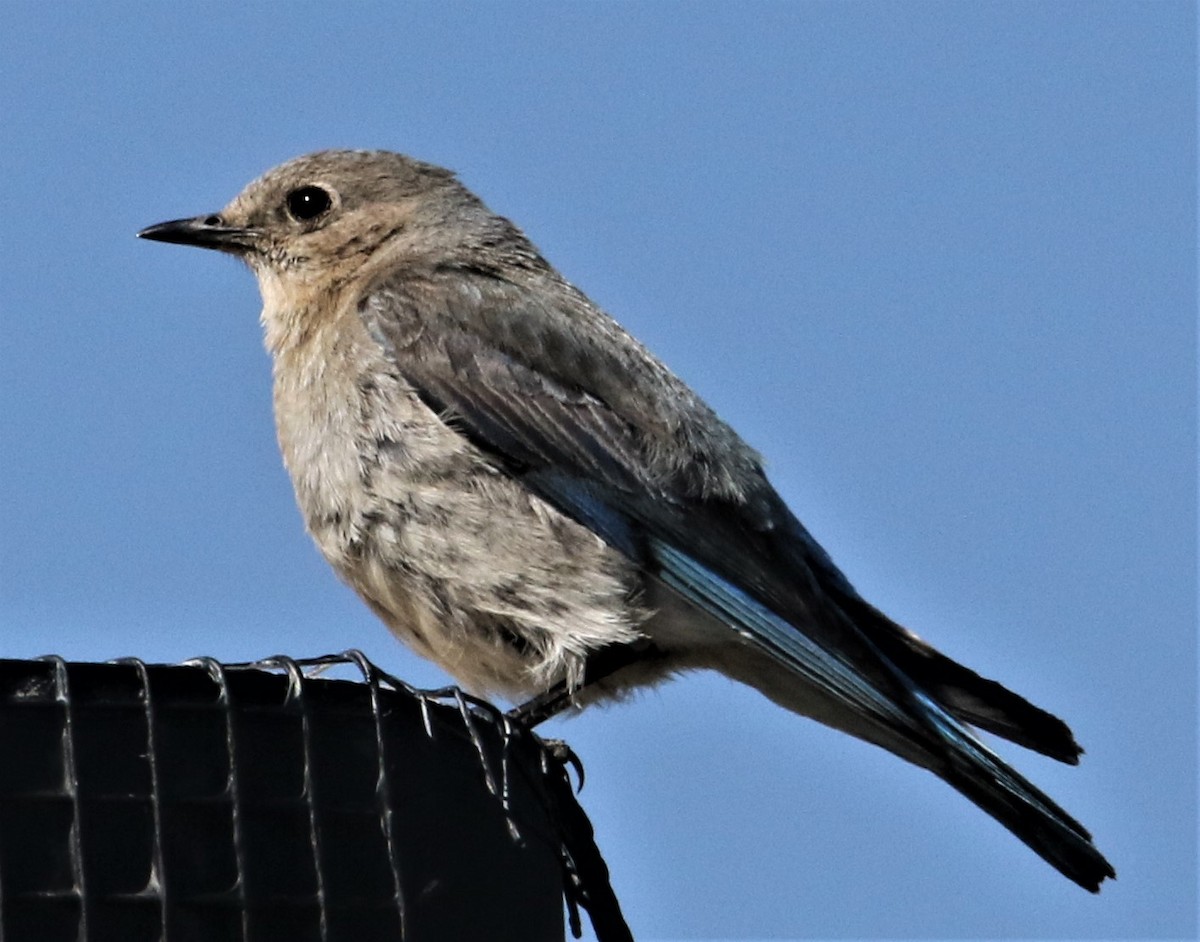 Mountain Bluebird - ML168442591
