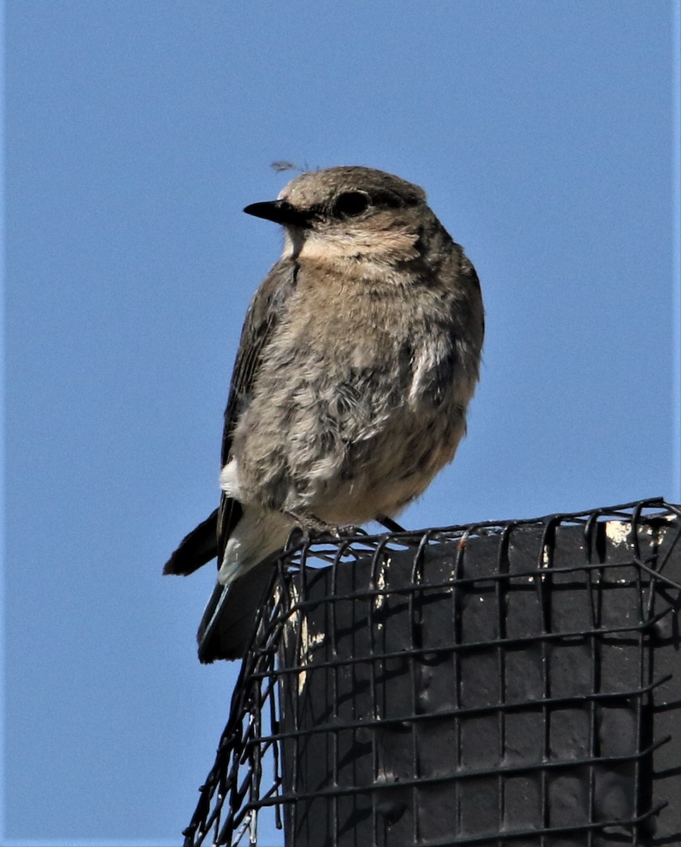 Mountain Bluebird - ML168442601