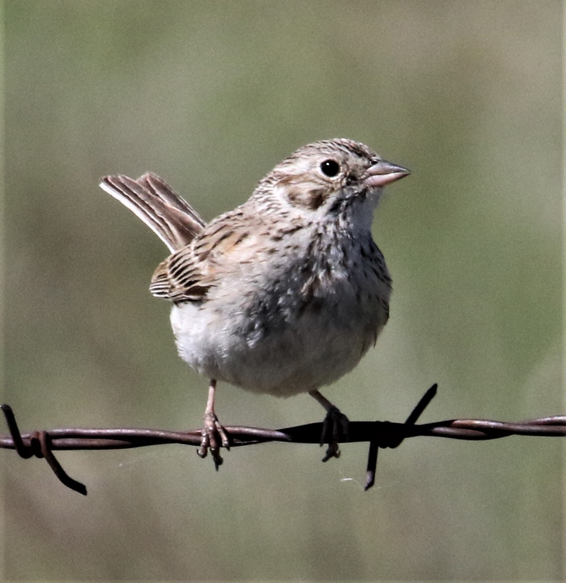 Vesper Sparrow - ML168442691