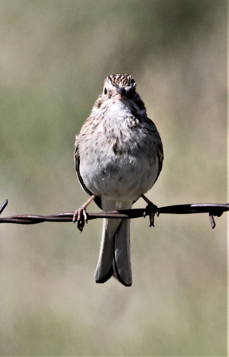 Vesper Sparrow - ML168442701