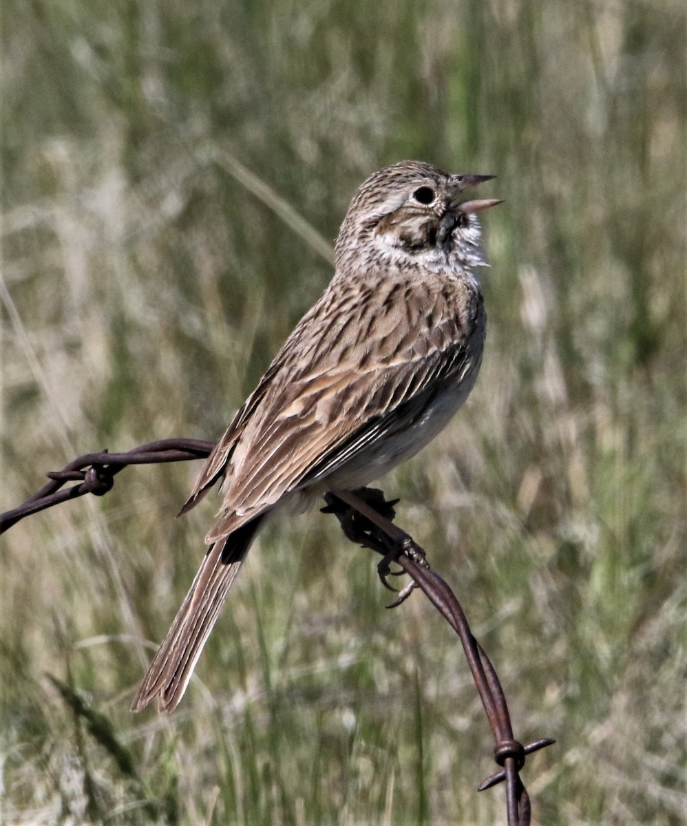 Vesper Sparrow - ML168442711