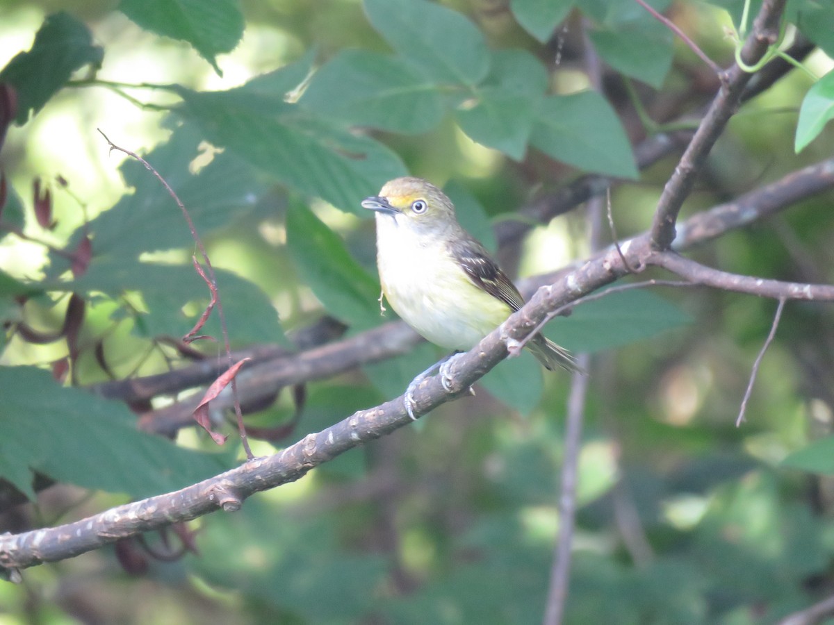 White-eyed Vireo - ML168442851