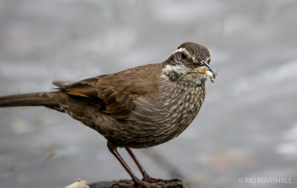 Dark-bellied Cinclodes - Pio Marshall