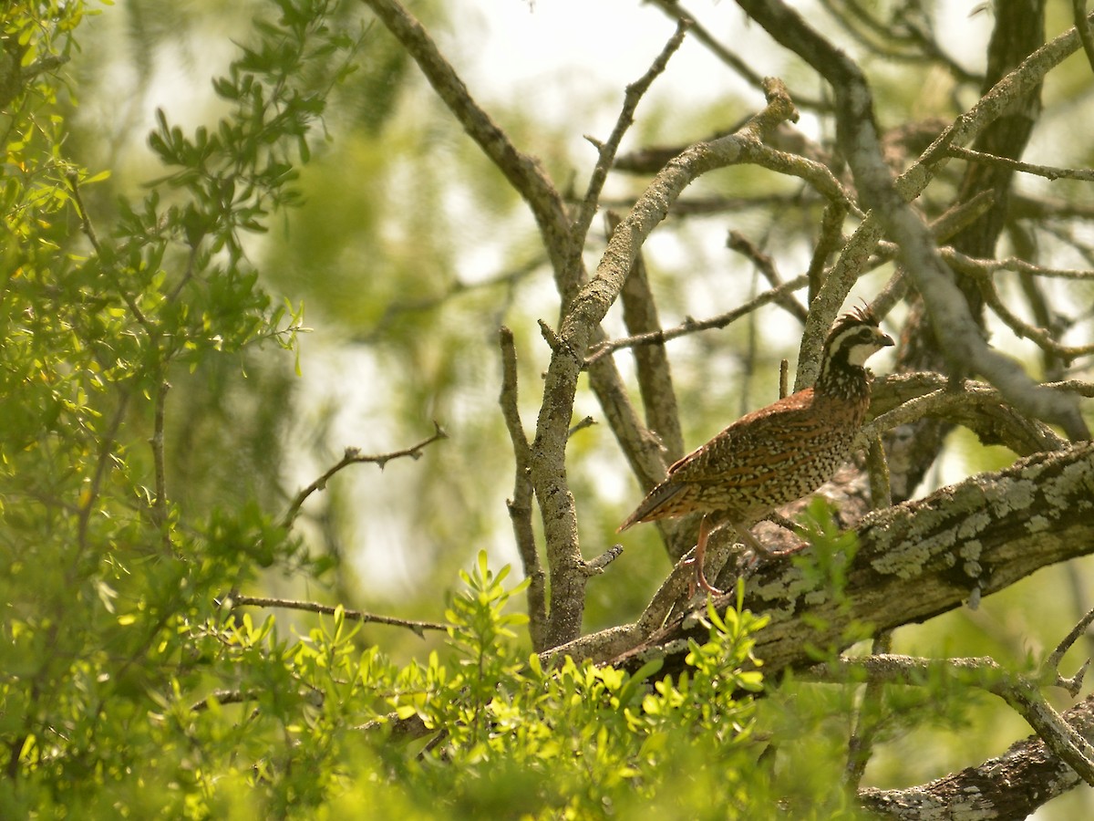 křepel virginský - ML168446901