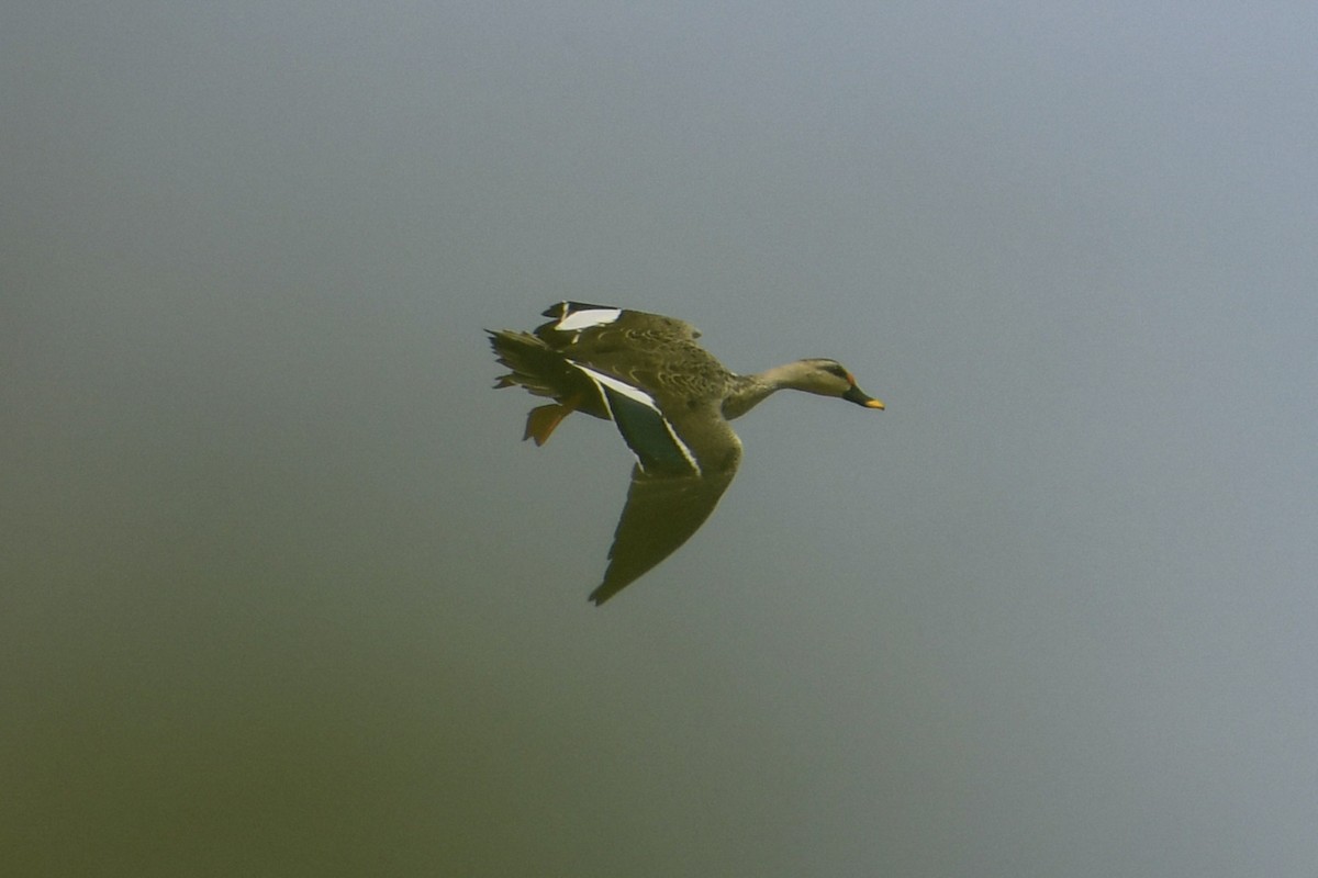 Indian Spot-billed Duck - ML168446931